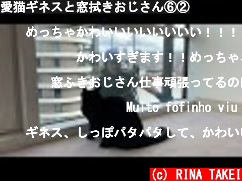 愛猫ギネスと窓拭きおじさん⑥②  (c) RINA TAKEI