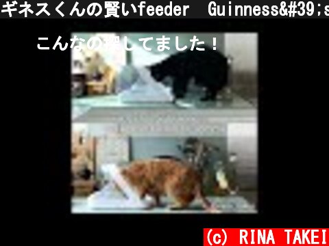 ギネスくんの賢いfeeder　Guinness's intelligent feeder  (c) RINA TAKEI
