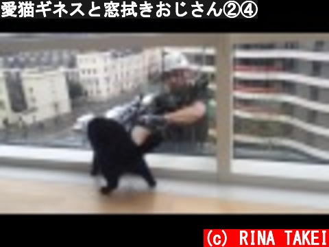 愛猫ギネスと窓拭きおじさん②④  (c) RINA TAKEI