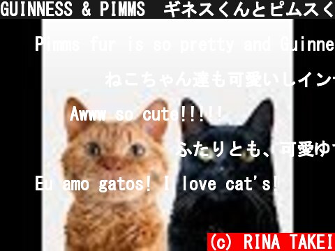 GUINNESS & PIMMS　ギネスくんとピムスくん  (c) RINA TAKEI