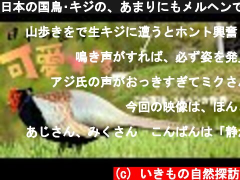 日本の国鳥･キジの、あまりにもメルヘンで可愛すぎる行動の数々★  (c) いきもの自然探訪