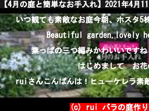 【4月の庭と簡単なお手入れ】2021年4月11日  (c) rui バラの庭作り