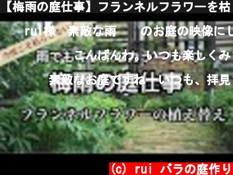 【梅雨の庭仕事】フランネルフラワーを枯らさない植え替え方  (c) rui バラの庭作り