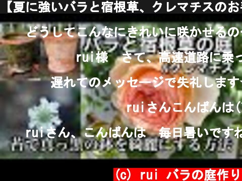【夏に強いバラと宿根草、クレマチスのお手入れ】【苔で真っ黒の鉢を簡単に綺麗にする方法】【ガーデニング】  (c) rui バラの庭作り