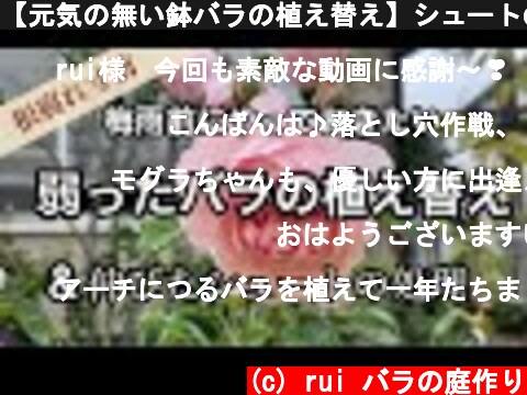 【元気の無い鉢バラの植え替え】シュートの処理とモグラの捕獲作戦  (c) rui バラの庭作り