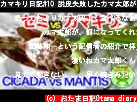 カマキリ日記#10 脱皮失敗したカマ太郎がリハビリを終えてセミに挑む！（Cicada VS Mantis）  (c) おたま日記Otama diary