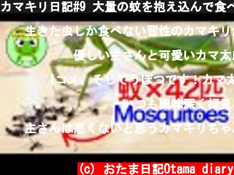 カマキリ日記#9 大量の蚊を抱え込んで食べるカマ太郎（Mantis vs Mosquitoes）  (c) おたま日記Otama diary