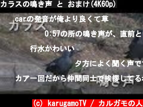 カラスの鳴き声 と おまけ(4K60p)  (c) karugamoTV / カルガモの人