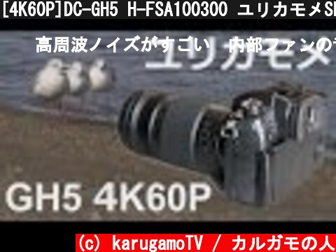 [4K60P]DC-GH5 H-FSA100300 ユリカモメSP お台場海浜公園  (c) karugamoTV / カルガモの人