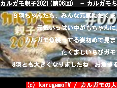カルガモ親子2021(第06回)  - カルガモちゃんは魚も食べるよ - (31日目)  (c) karugamoTV / カルガモの人