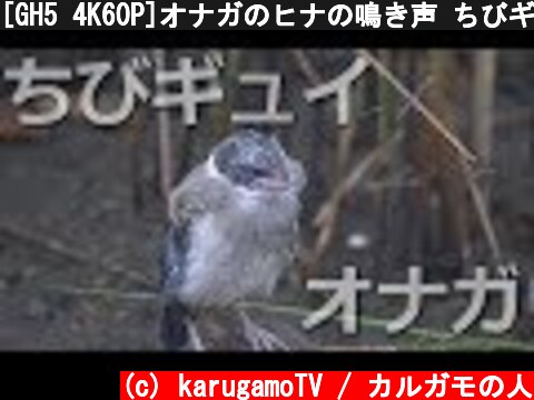[GH5 4K60P]オナガのヒナの鳴き声 ちびギュイちゃん 鳴き声だけは一人前  (c) karugamoTV / カルガモの人