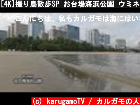 [4K]撮り鳥散歩SP お台場海浜公園 ウミネコさんお久しぶりです  (c) karugamoTV / カルガモの人