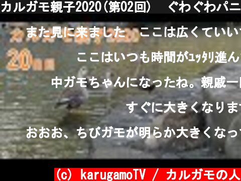 カルガモ親子2020(第02回)  ぐわぐわパニック 第1世代20日目  (c) karugamoTV / カルガモの人