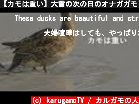 【カモは重い】大雪の次の日のオナガガモ【砕氷船】  (c) karugamoTV / カルガモの人