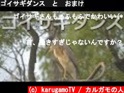 ゴイサギダンス　と　おまけ  (c) karugamoTV / カルガモの人