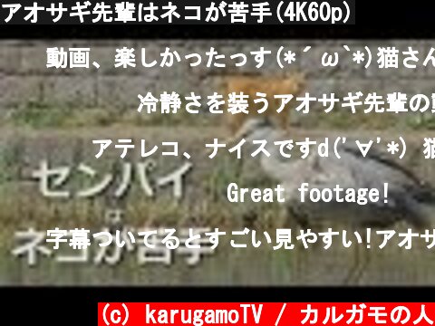 アオサギ先輩はネコが苦手(4K60p)  (c) karugamoTV / カルガモの人