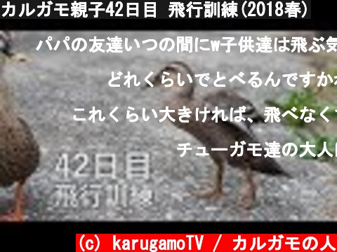 カルガモ親子42日目 飛行訓練(2018春)  (c) karugamoTV / カルガモの人