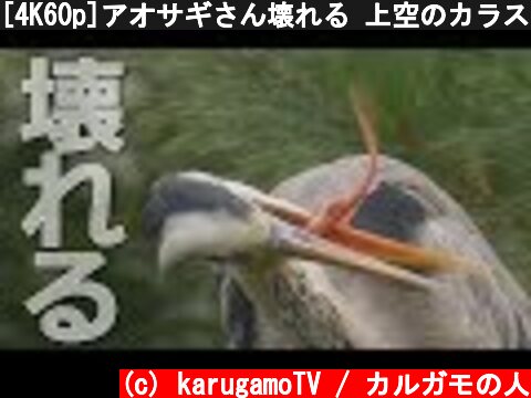 [4K60p]アオサギさん壊れる 上空のカラスが気に入らない模様  (c) karugamoTV / カルガモの人