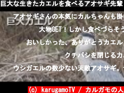 巨大な生きたカエルを食べるアオサギ先輩  (c) karugamoTV / カルガモの人