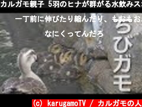 カルガモ親子 5羽のヒナが群がる水飲みスポットから おウチに帰ってお昼寝  (c) karugamoTV / カルガモの人