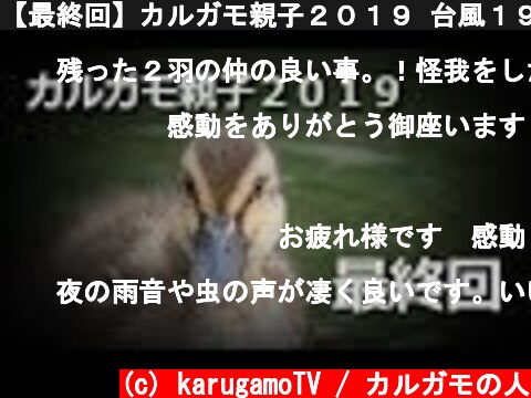 【最終回】カルガモ親子２０１９ 台風１９号 ケガっ子ちゃん死んでしまうの？  (c) karugamoTV / カルガモの人