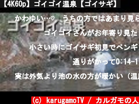【4K60p】ゴイゴイ温泉【ゴイサギ】  (c) karugamoTV / カルガモの人