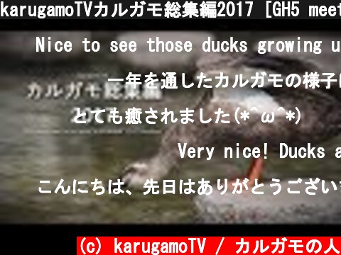karugamoTVカルガモ総集編2017 [GH5 meets spot-billed duck "KARUGAMO"(2017 Omnibus Tokyo Japan)]  (c) karugamoTV / カルガモの人