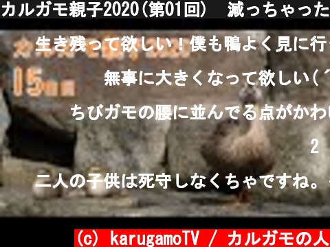 カルガモ親子2020(第01回)  減っちゃった 第1世代15日目  (c) karugamoTV / カルガモの人