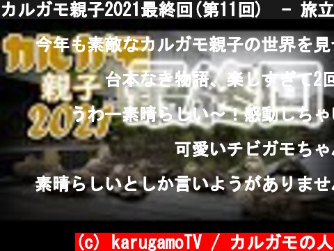 カルガモ親子2021最終回(第11回)  - 旅立ちのとき-卒業アルバム - (59日目、62日目)  (c) karugamoTV / カルガモの人