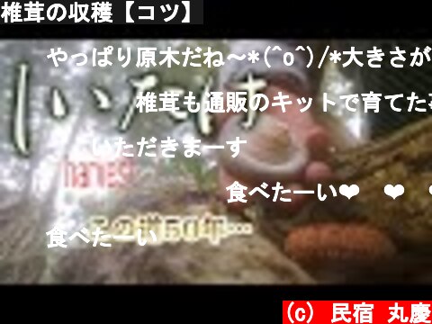 椎茸の収穫【コツ】  (c) 民宿 丸慶