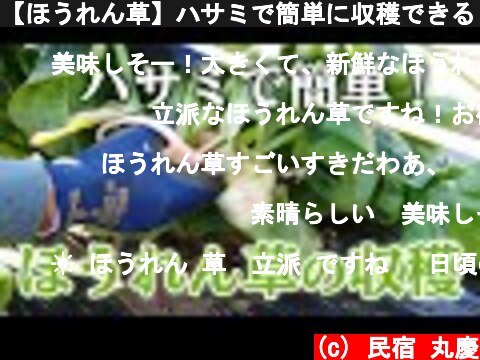 【ほうれん草】ハサミで簡単に収穫できる！  (c) 民宿 丸慶