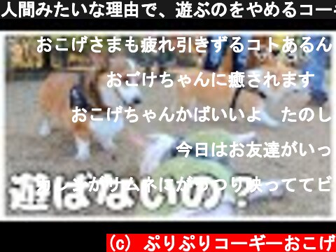 人間みたいな理由で、遊ぶのをやめるコーギー犬【しっぽフェスタ/昭和記念公園】  (c) ぷりぷりコーギーおこげ