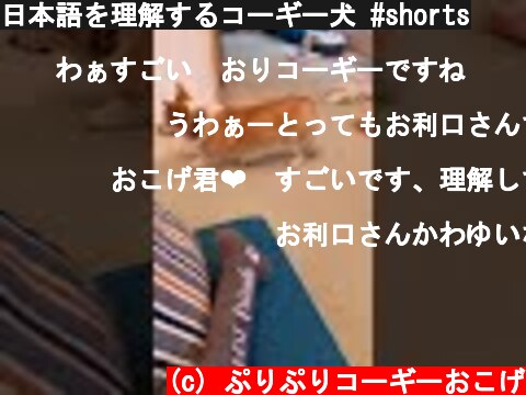 日本語を理解するコーギー犬 #shorts  (c) ぷりぷりコーギーおこげ