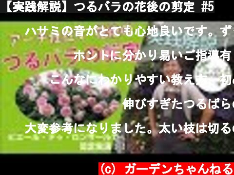 【実践解説】つるバラの花後の剪定 #5  (c) ガーデンちゃんねる
