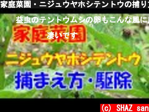 家庭菜園・ニジュウヤホシテントウの捕り方と駆除方法  (c) SHAZ san