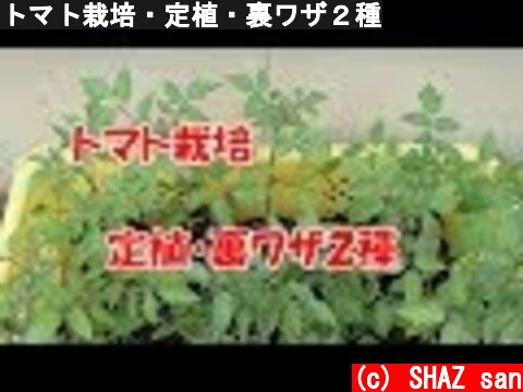 トマト栽培・定植・裏ワザ２種  (c) SHAZ san