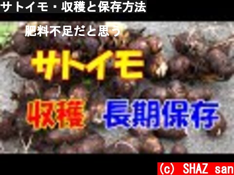 サトイモ・収穫と保存方法  (c) SHAZ san