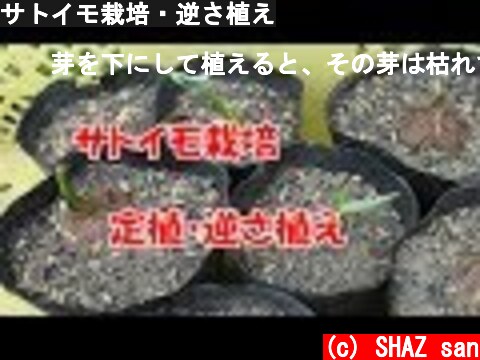 サトイモ栽培・逆さ植え  (c) SHAZ san