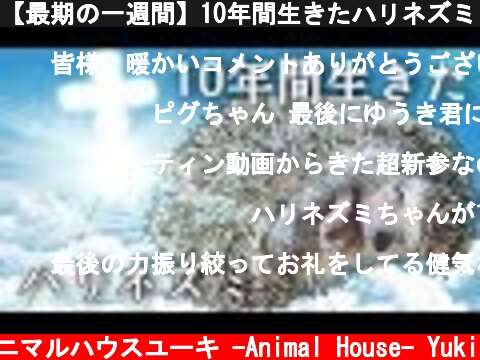 【最期の一週間】10年間生きたハリネズミ Hedgehog that has lived for 10 years  (c) アニマルハウスユーキ -Animal House- Yuki