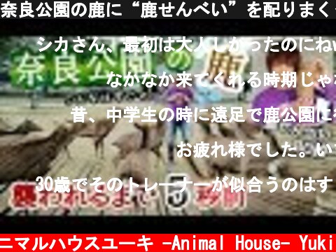 奈良公園の鹿に“鹿せんべい”を配りまくった結果、酸欠で撮影続行不可能www　Handed out rice crackers to deers in Nara Park.  (c) アニマルハウスユーキ -Animal House- Yuki