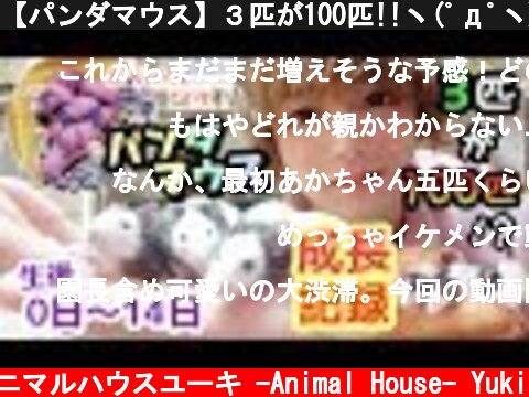 【パンダマウス】３匹が100匹!!ヽ(ﾟдﾟヽ)！？生後0日～ 成長記録！ Panda mouse  (c) アニマルハウスユーキ -Animal House- Yuki