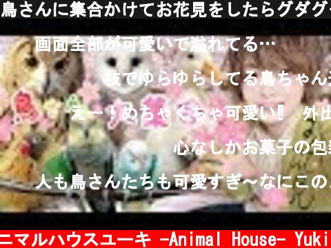 鳥さんに集合かけてお花見をしたらグダグダ過ぎて史上最悪な結果にw　Cherry-blossom viewing  (c) アニマルハウスユーキ -Animal House- Yuki