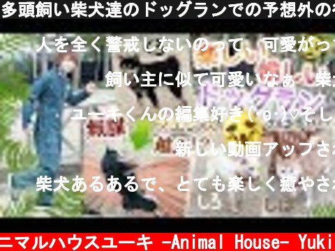 多頭飼い柴犬達のドッグランでの予想外の行動に飼い主困惑のワケとは… I'm confused about the behavior of Shiba Inu in a dog run  (c) アニマルハウスユーキ -Animal House- Yuki