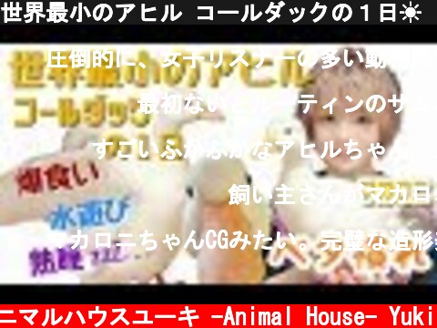 世界最小のアヒル コールダックの１日☀🌃 Call duck  (c) アニマルハウスユーキ -Animal House- Yuki