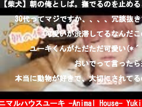 【柴犬】朝の俺としば。撫でるのを止めると...反応が可愛すぎた　Shiba Inu  (c) アニマルハウスユーキ -Animal House- Yuki