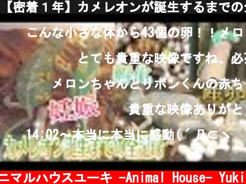 【密着１年】カメレオンが誕生するまでの全記録。chameleon  (c) アニマルハウスユーキ -Animal House- Yuki