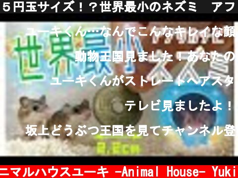５円玉サイズ！？世界最小のネズミ🐭アフリカチビネズミの全貌！The smallest rat in the world！pygmy mouse  (c) アニマルハウスユーキ -Animal House- Yuki