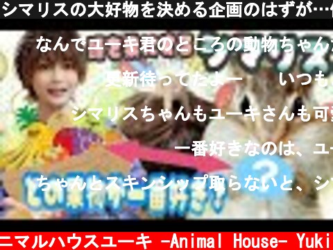 シマリスの大好物を決める企画のはずが…僕、弄ばれました。I intended to choose the favorite food of chipmunk.  (c) アニマルハウスユーキ -Animal House- Yuki