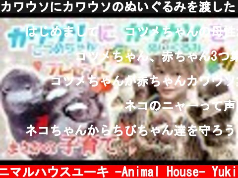 カワウソにカワウソのぬいぐるみを渡したらまさかの行動に…！！The result of giving the otter a stuffed animal !！  (c) アニマルハウスユーキ -Animal House- Yuki