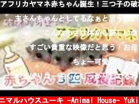 アフリカヤマネ赤ちゃん誕生！三つ子の破壊的可愛いさに飼い主ノックアウト寸前www Baby African Dormouse was born  (c) アニマルハウスユーキ -Animal House- Yuki